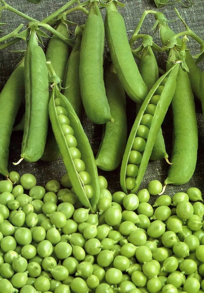 Organic Peas: The Benefits of Plant-Based Protein Without GMOs