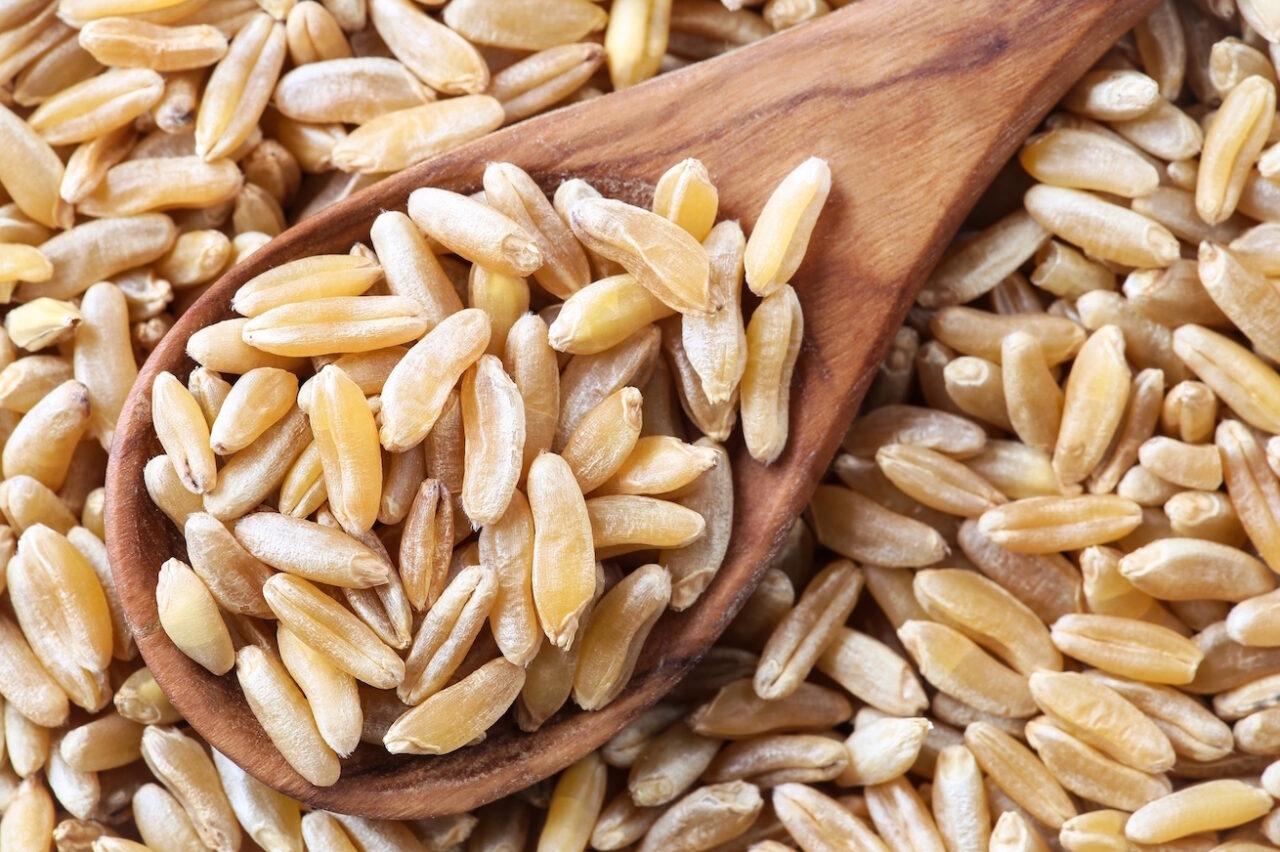 Benefits of Organic Kamut: Ancient Grain with Modern Nutritional Advantages