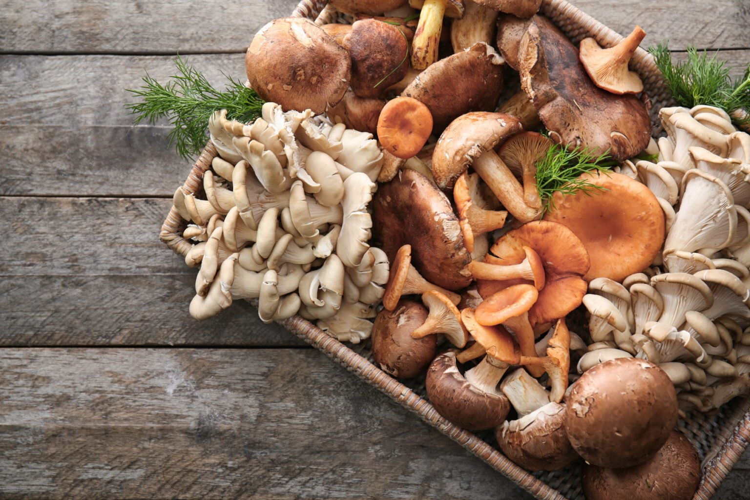 The Magic of Mushrooms: Exploring Edible Varieties and Their Culinary Magic